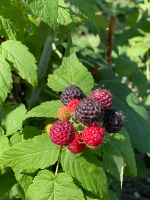 Col_Upick_BlackRaspberries