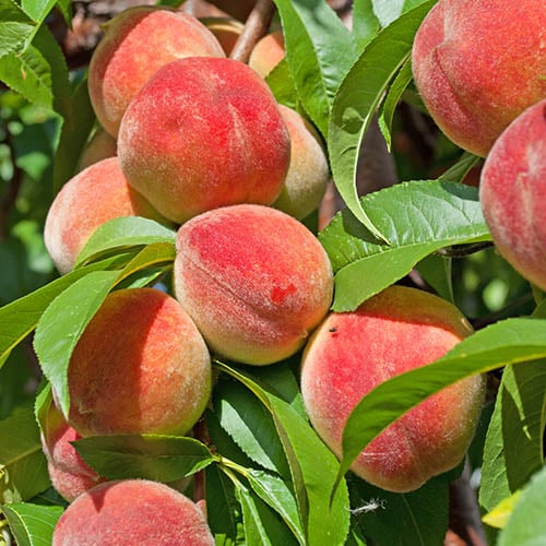 Redhaven Peach