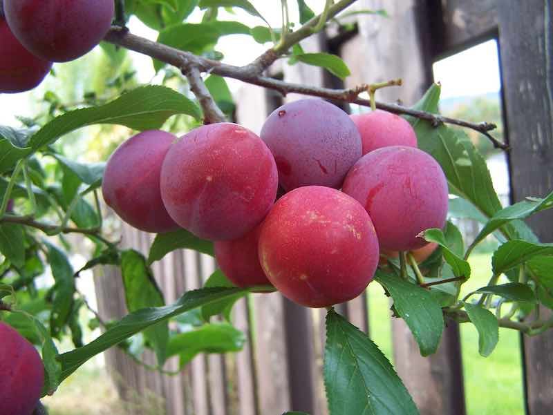 Toka Plum