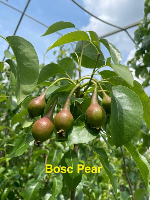 fruit - bosc pear-2