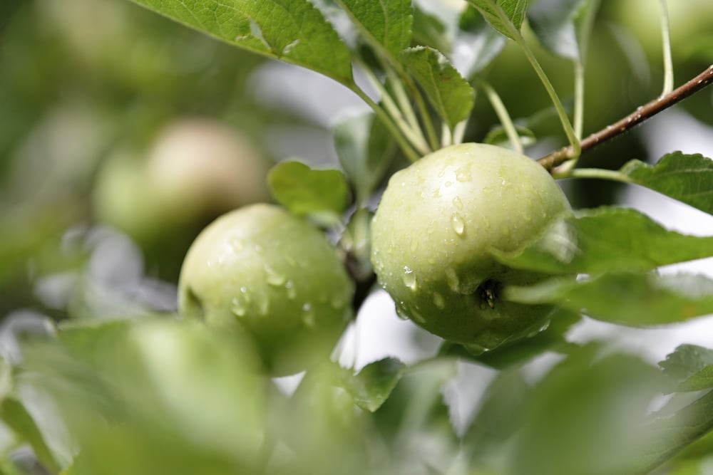 Top 5 Fruit Trees to Grow in Kansas City (And How to Care for Them)