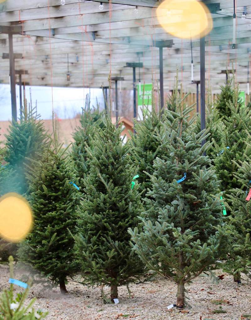 Expert Gardener Real Frasier Fir 6 Foot Live Cut Christmas Tree