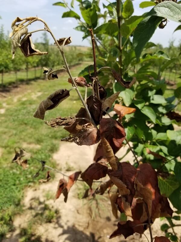 Fire Blight | Colonial Gardens