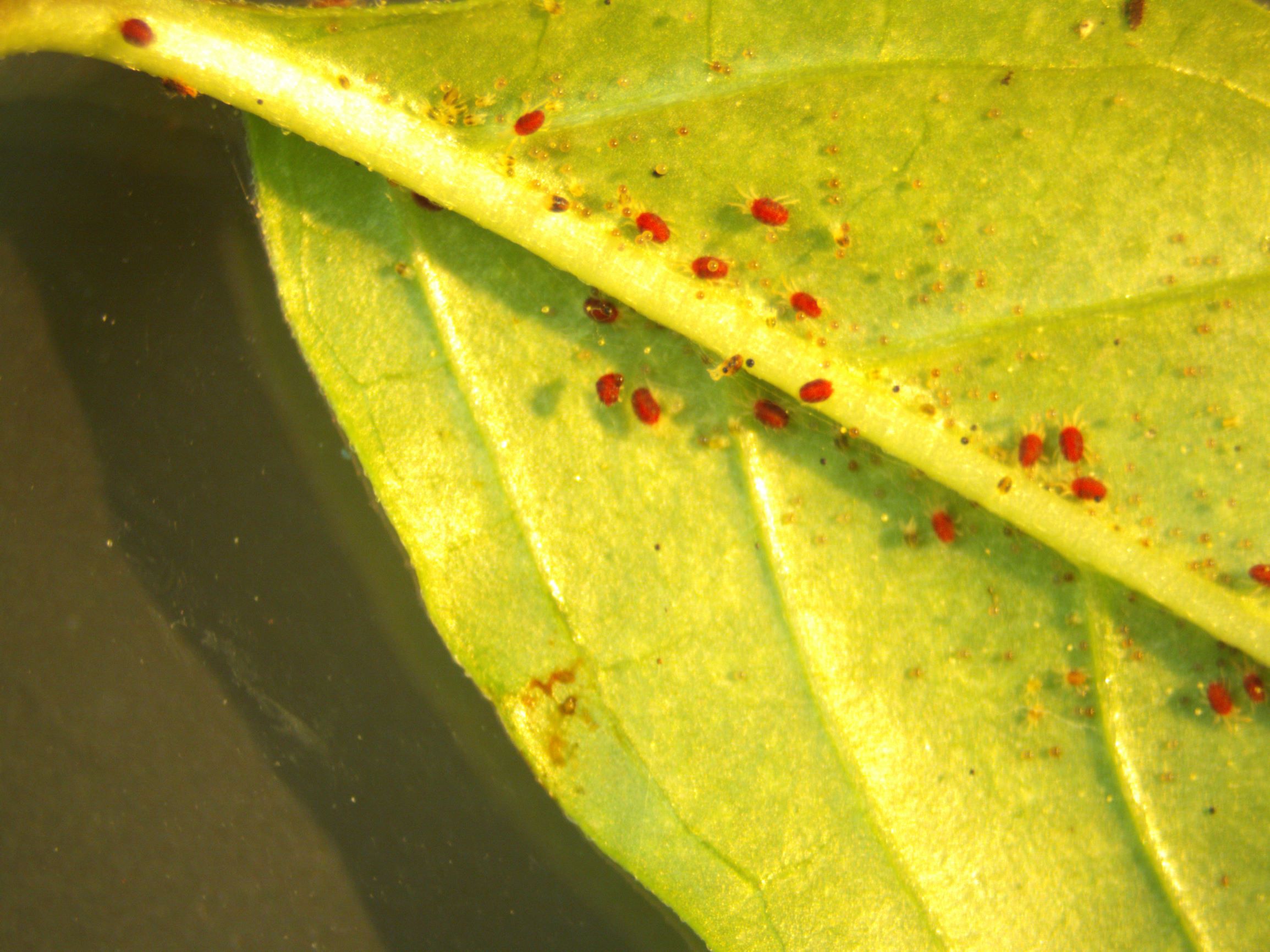 Spider Mites: How to Spot and Stop