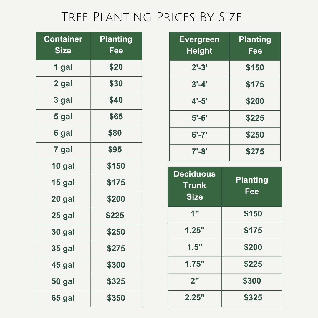 Tree Planting Prices By Size-1