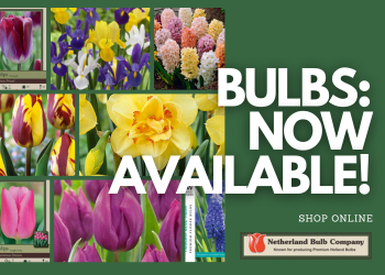 bulbs