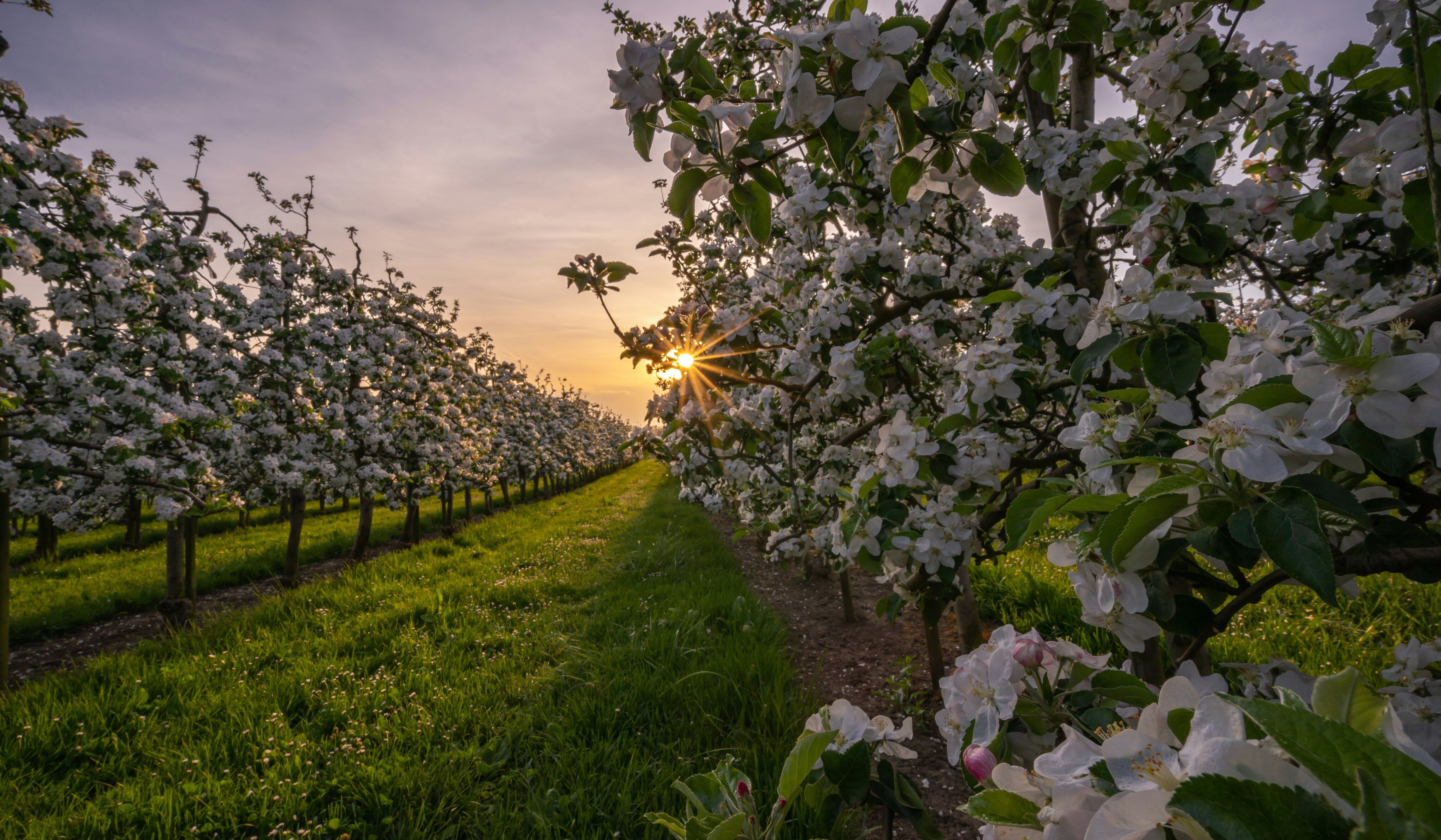 The 4 Reasons You Should Plant Bare Root Fruit Trees in Kansas City This Spring