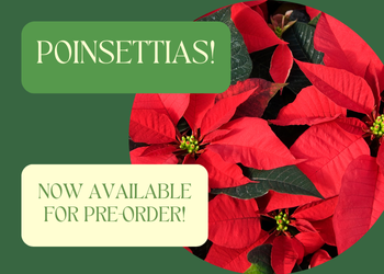 poinsettias, now available for pre-order at Colonial Gardens