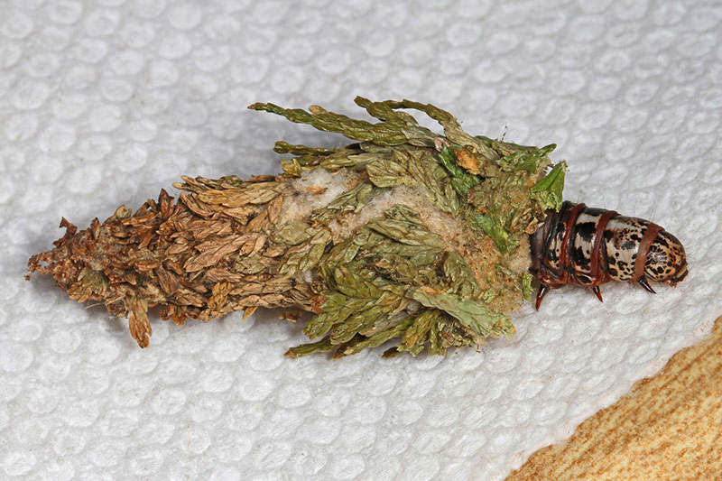 Bagworms: How and When to Treat