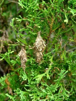 Bagworms: How and When to Treat