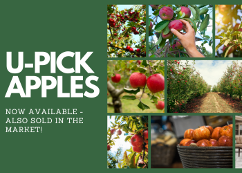 u-pick apples